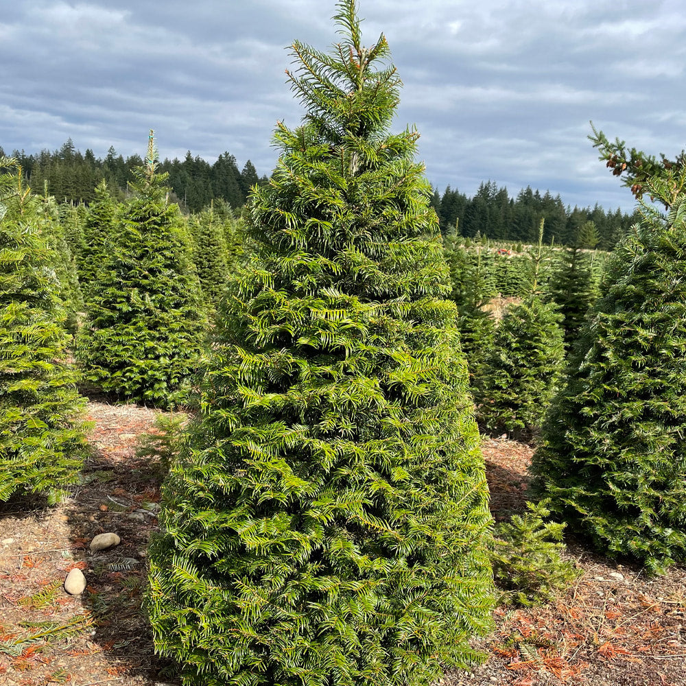 IFCB Christmas Tree Donation