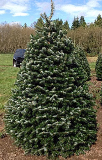 Nordmann Fir