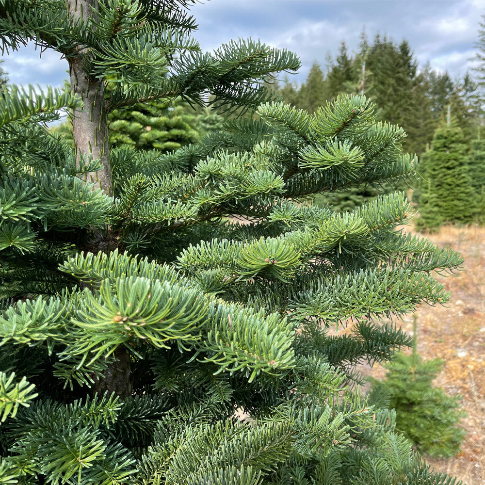 Noble Fir