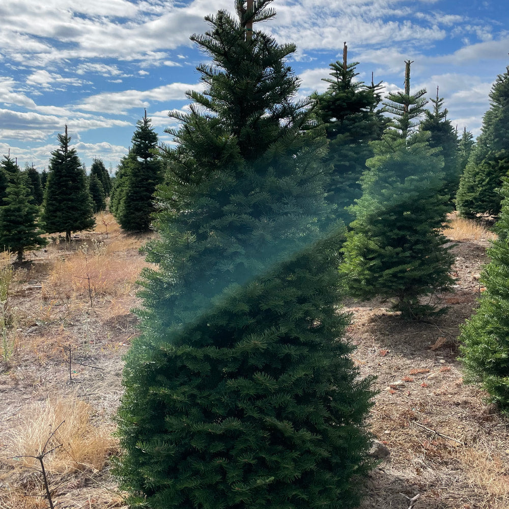 Fraser Fir