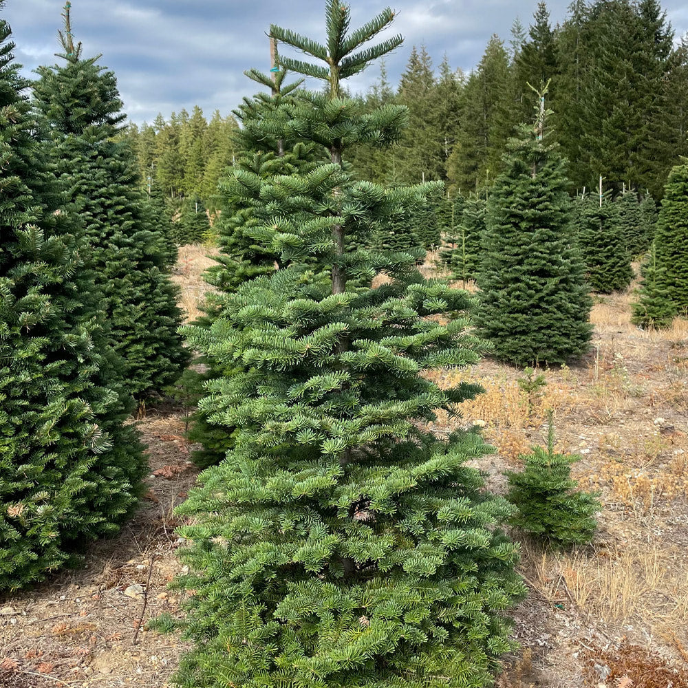 Noble Fir